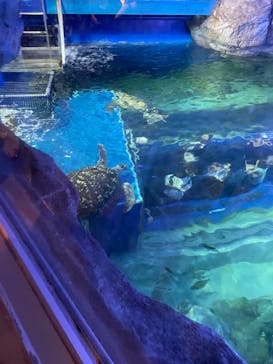 しながわ水族館に投稿された画像（2023/7/16）