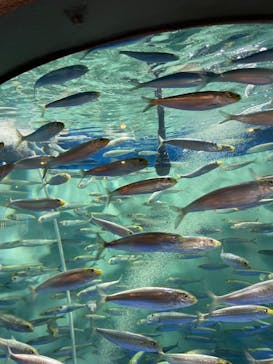 しながわ水族館に投稿された画像（2023/7/16）