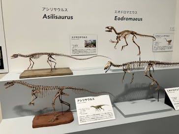 大阪市立自然史博物館に投稿された画像（2023/7/16）