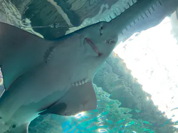 マクセル アクアパーク品川に投稿された画像（2023/7/16）