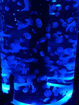 マクセル アクアパーク品川に投稿された画像（2023/7/16）