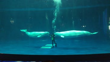 島根県立 しまね海洋館に投稿された画像（2023/7/16）