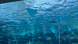 名古屋港水族館に投稿された画像（2023/7/16）