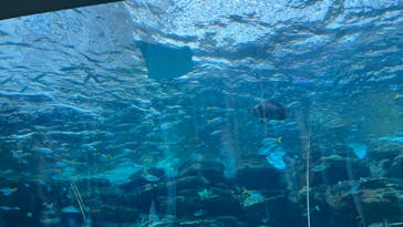 名古屋港水族館に投稿された画像（2023/7/16）