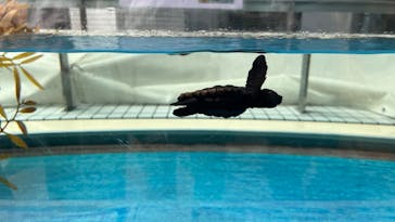 名古屋港水族館に投稿された画像（2023/7/16）