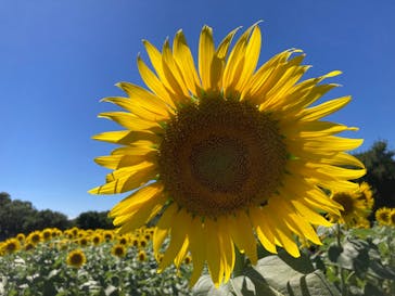 淡路ファームパーク イングランドの丘に投稿された画像（2023/7/16）