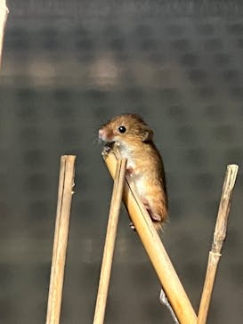 世界淡水魚園水族館　アクア・トトぎふに投稿された画像（2023/7/16）