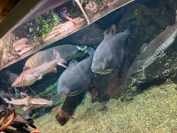 世界淡水魚園水族館　アクア・トトぎふに投稿された画像（2023/7/16）