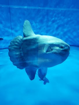 アクアワールド茨城県大洗水族館に投稿された画像（2023/7/16）