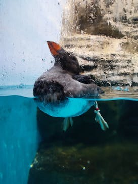 アクアワールド茨城県大洗水族館に投稿された画像（2023/7/16）