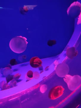 アクアワールド茨城県大洗水族館に投稿された画像（2023/7/16）