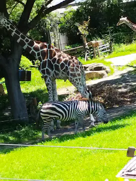 天王寺動物園に投稿された画像（2023/7/16）