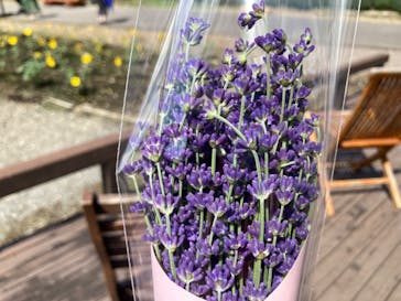 たんばらラベンダーパークに投稿された画像（2023/7/16）