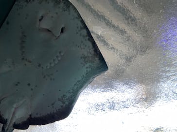 新江ノ島水族館に投稿された画像（2023/7/16）