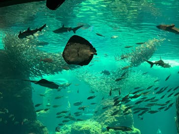 新江ノ島水族館に投稿された画像（2023/7/16）