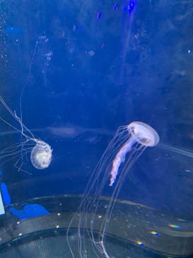 新江ノ島水族館に投稿された画像（2023/7/16）