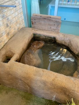 新江ノ島水族館に投稿された画像（2023/7/16）