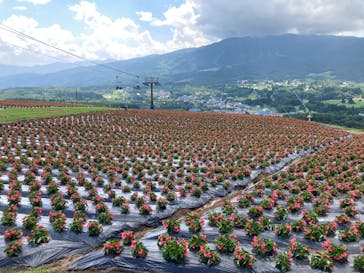 ひるがのピクニックガーデンに投稿された画像（2023/7/16）