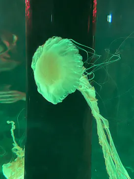 マクセル アクアパーク品川に投稿された画像（2023/7/16）