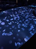 すみだ水族館に投稿された画像（2023/7/16）