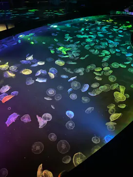 すみだ水族館に投稿された画像（2023/7/16）