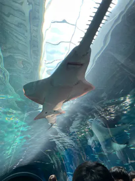 マクセル アクアパーク品川に投稿された画像（2023/7/16）