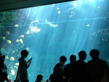 環境水族館アクアマリンふくしまに投稿された画像（2023/7/16）