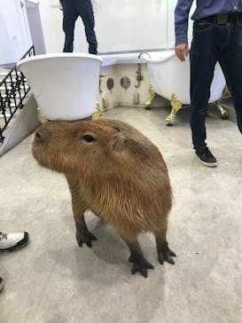 アニタッチみなとみらいに投稿された画像（2023/7/16）