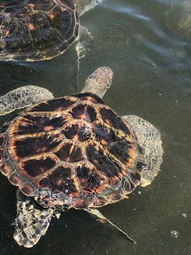 南知多ビーチランド＆南知多おもちゃ王国に投稿された画像（2023/7/16）