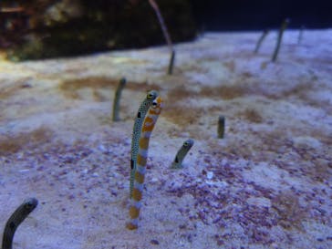 名古屋港水族館に投稿された画像（2023/7/16）