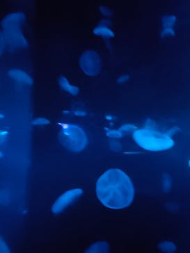 京都水族館に投稿された画像（2023/7/16）