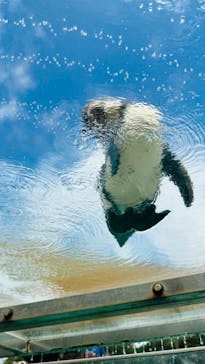 下田海中水族館に投稿された画像（2023/7/16）