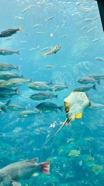 下田海中水族館に投稿された画像（2023/7/16）