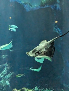 マリンワールド海の中道に投稿された画像（2023/7/16）