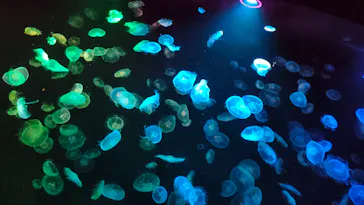 すみだ水族館に投稿された画像（2023/7/16）