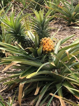 おきなわワールドに投稿された画像（2023/7/16）