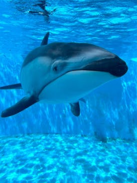 下田海中水族館に投稿された画像（2023/7/16）