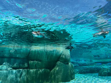 天王寺動物園に投稿された画像（2023/7/16）