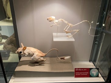 国立科学博物館に投稿された画像（2023/7/16）