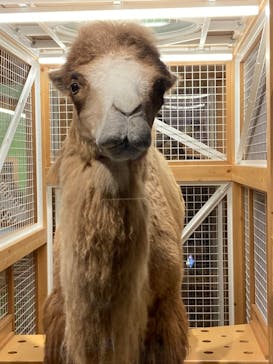 国立科学博物館に投稿された画像（2023/7/16）