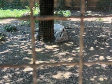 群馬サファリパークに投稿された画像（2023/7/16）