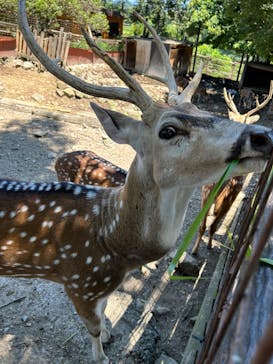 群馬サファリパークに投稿された画像（2023/7/16）