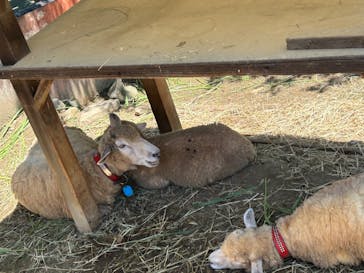 群馬サファリパークに投稿された画像（2023/7/16）