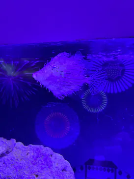 マクセル アクアパーク品川に投稿された画像（2023/7/16）