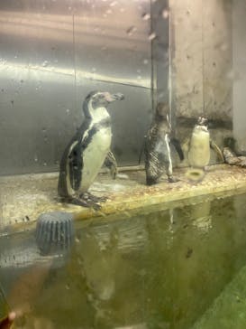 城崎マリンワールドに投稿された画像（2023/7/16）