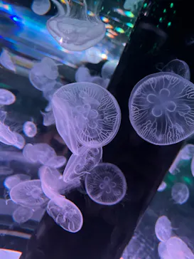 マクセル アクアパーク品川に投稿された画像（2023/7/16）