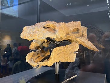 大阪市立自然史博物館に投稿された画像（2023/7/16）