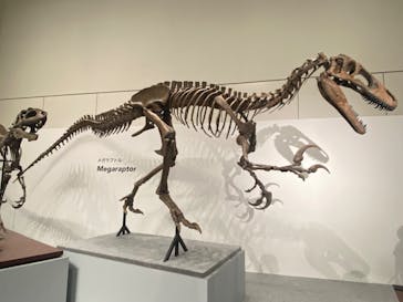 大阪市立自然史博物館に投稿された画像（2023/7/16）