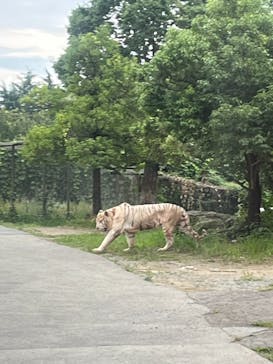 群馬サファリパークに投稿された画像（2023/7/16）