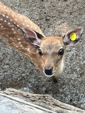 群馬サファリパークに投稿された画像（2023/7/16）
